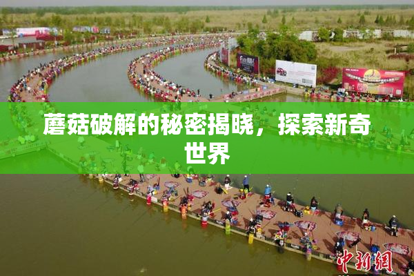蘑菇破解的秘密揭晓，探索新奇世界