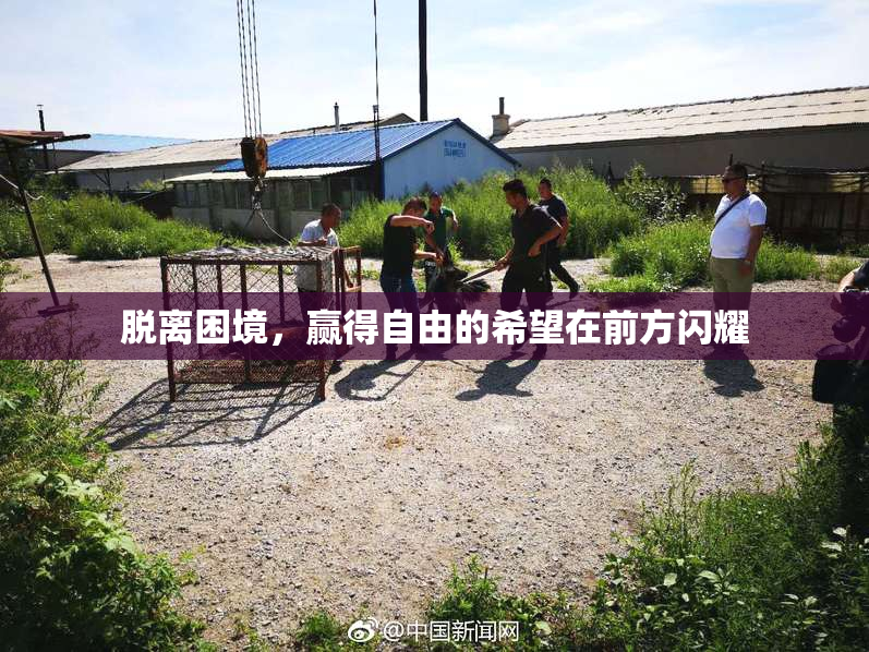 脱离困境，赢得自由的希望在前方闪耀