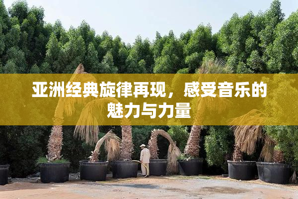 亚洲经典旋律再现，感受音乐的魅力与力量