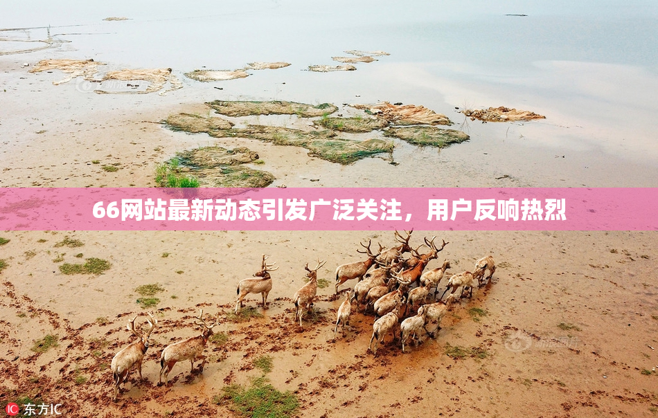 66网站最新动态引发广泛关注，用户反响热烈