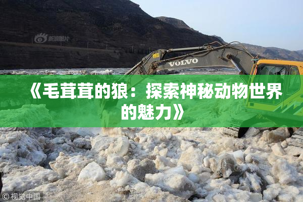 《毛茸茸的狼：探索神秘动物世界的魅力》