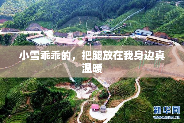 小雪乖乖的，把腿放在我身边真温暖