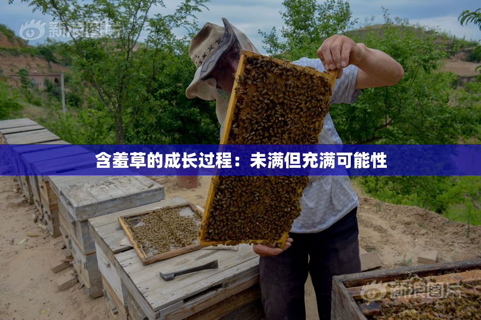 含羞草的成长过程：未满但充满可能性