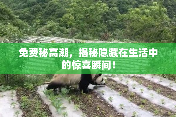 免费秘高潮，揭秘隐藏在生活中的惊喜瞬间！