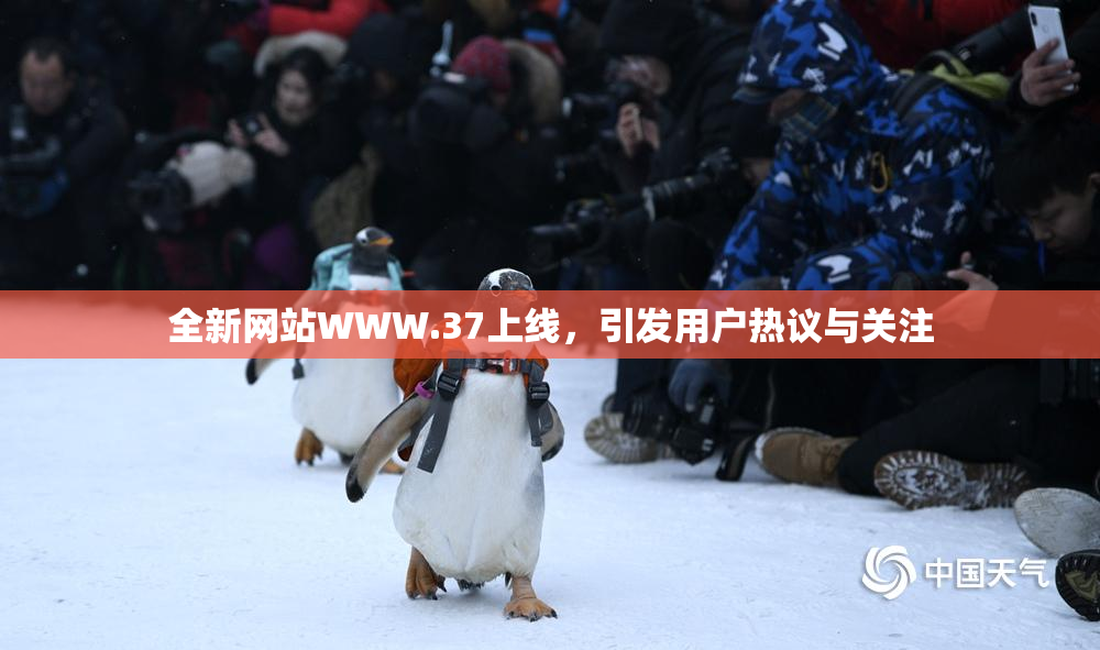 全新网站WWW.37上线，引发用户热议与关注