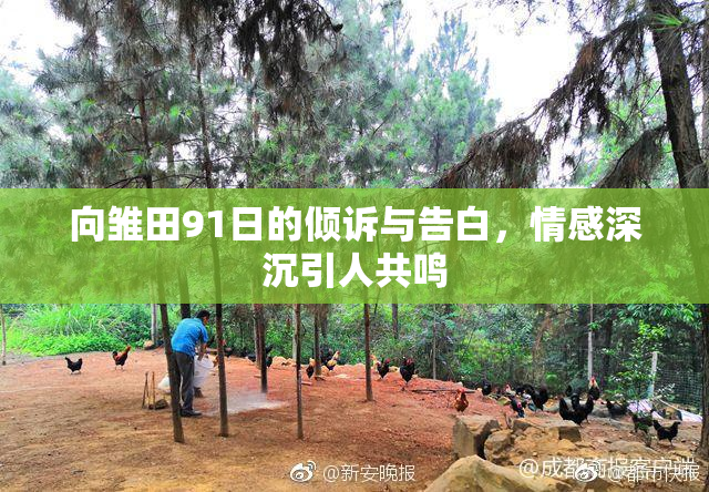 向雏田91日的倾诉与告白，情感深沉引人共鸣