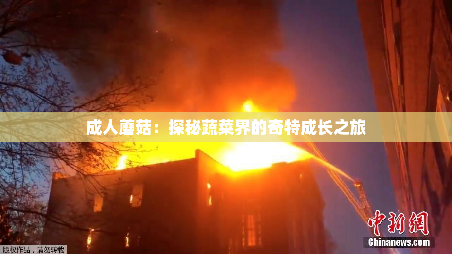 成人蘑菇：探秘蔬菜界的奇特成长之旅