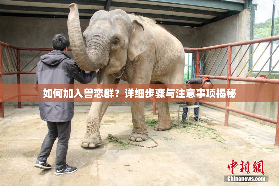 如何加入兽恋群？详细步骤与注意事项揭秘