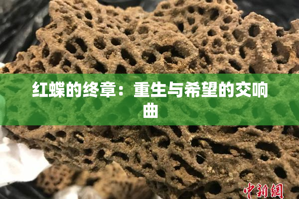 红蝶的终章：重生与希望的交响曲