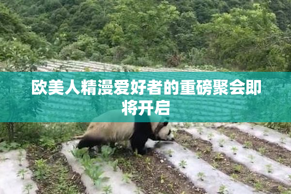 欧美人精漫爱好者的重磅聚会即将开启