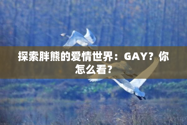 探索胖熊的爱情世界：GAY？你怎么看？