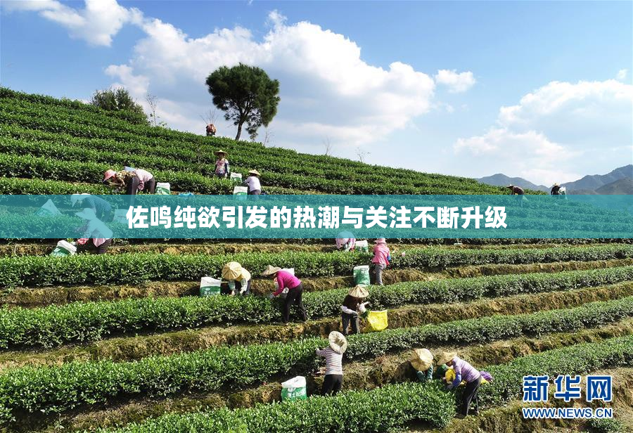 佐鸣纯欲引发的热潮与关注不断升级