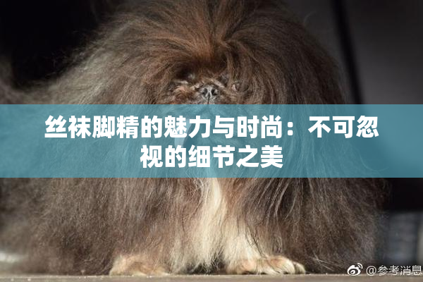 丝袜脚精的魅力与时尚：不可忽视的细节之美