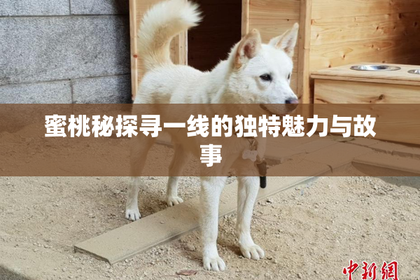 蜜桃秘探寻一线的独特魅力与故事