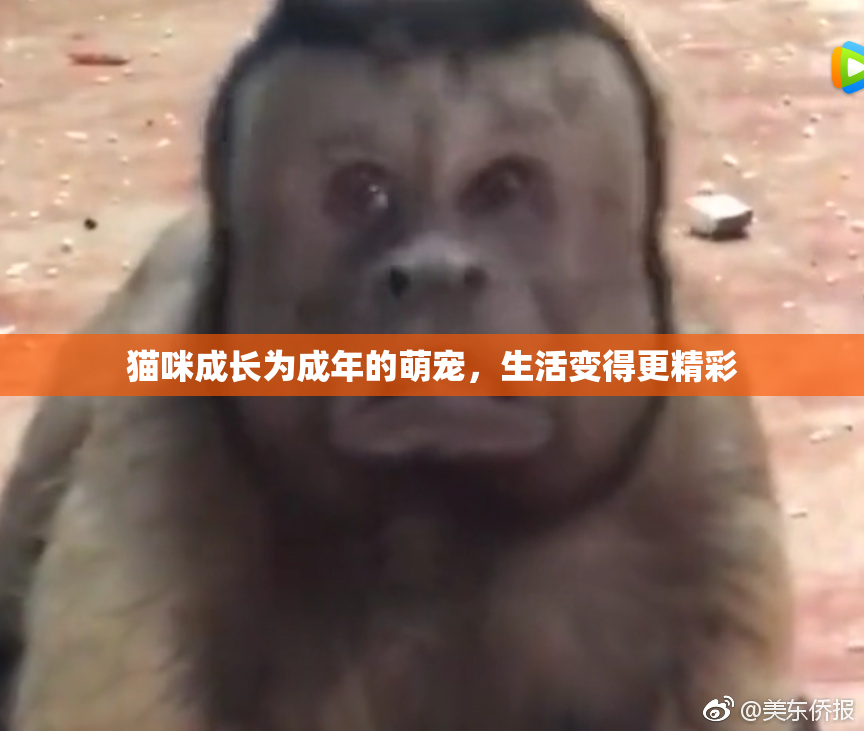 猫咪成长为成年的萌宠，生活变得更精彩