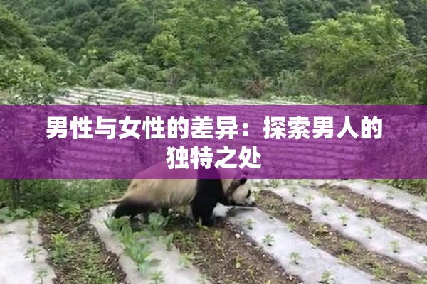 男性与女性的差异：探索男人的独特之处