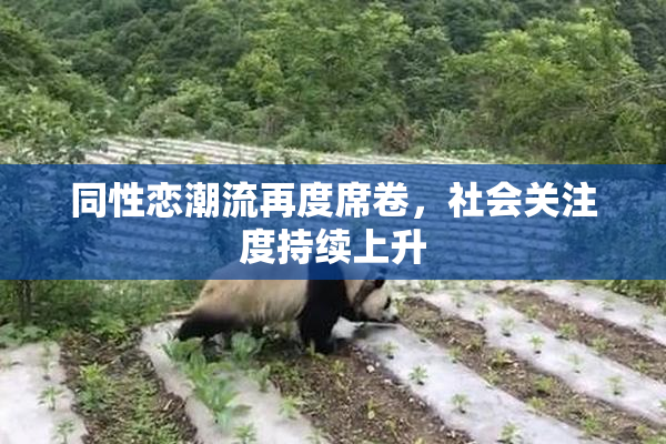 同性恋潮流再度席卷，社会关注度持续上升