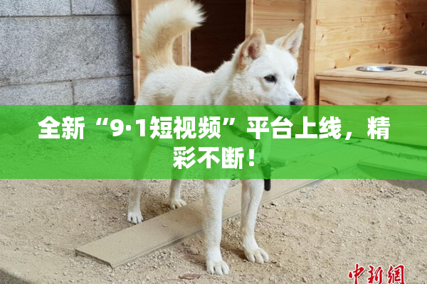 全新“9·1短视频”平台上线，精彩不断！