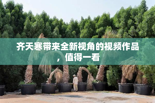 齐天寒带来全新视角的视频作品，值得一看