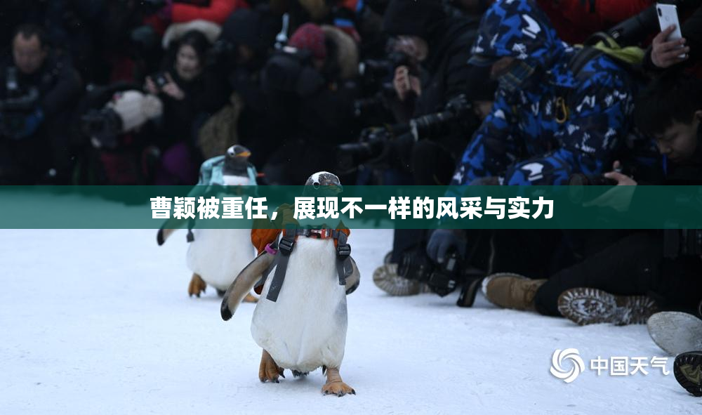 曹颖被重任，展现不一样的风采与实力