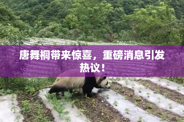 唐舞桐带来惊喜，重磅消息引发热议！