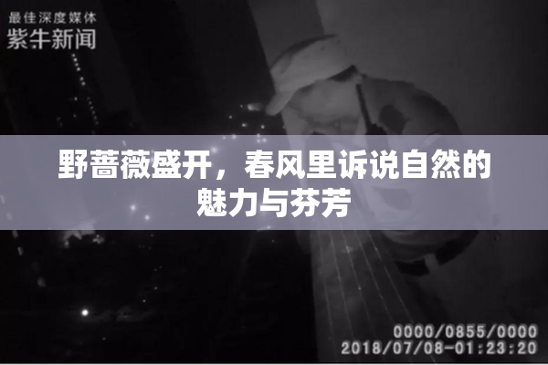 野蔷薇盛开，春风里诉说自然的魅力与芬芳