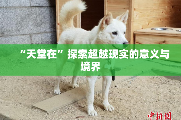 “天堂在”探索超越现实的意义与境界