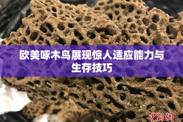 欧美啄木鸟展现惊人适应能力与生存技巧