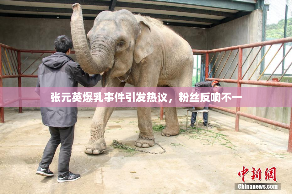 张元英爆乳事件引发热议，粉丝反响不一
