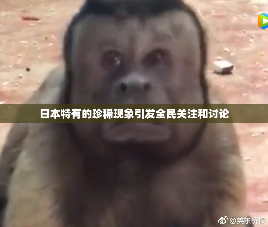 日本特有的珍稀现象引发全民关注和讨论