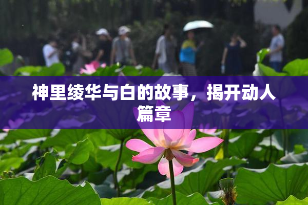 神里绫华与白的故事，揭开动人篇章