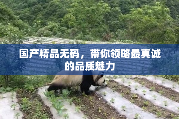 国产精品无码，带你领略最真诚的品质魅力