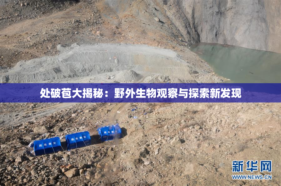 处破苞大揭秘：野外生物观察与探索新发现