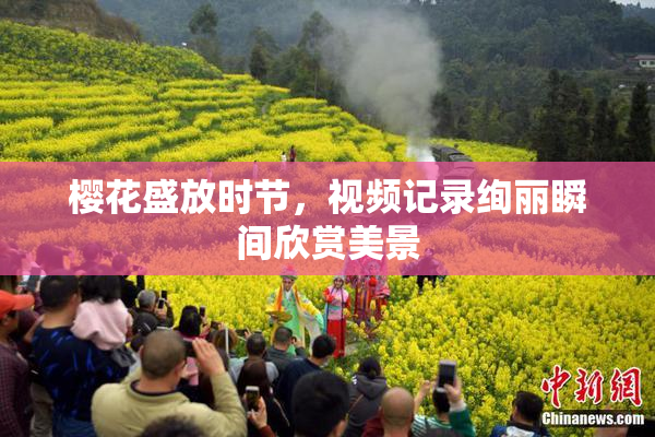 樱花盛放时节，视频记录绚丽瞬间欣赏美景