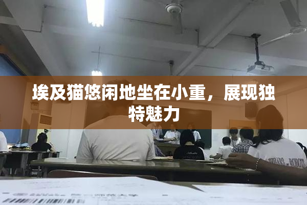 埃及猫悠闲地坐在小重，展现独特魅力