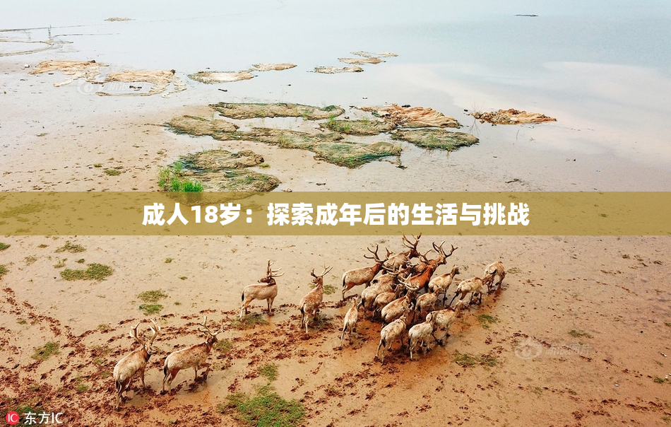 成人18岁：探索成年后的生活与挑战