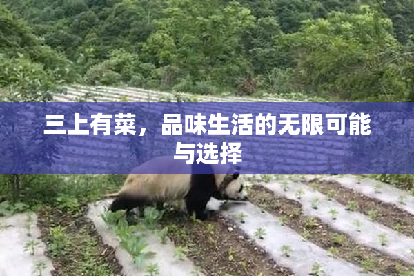 三上有菜，品味生活的无限可能与选择