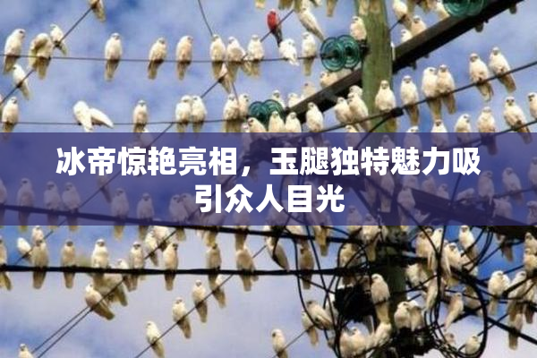 冰帝惊艳亮相，玉腿独特魅力吸引众人目光