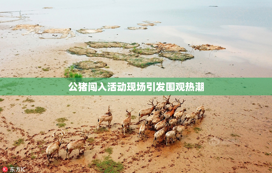 公猪闯入活动现场引发围观热潮