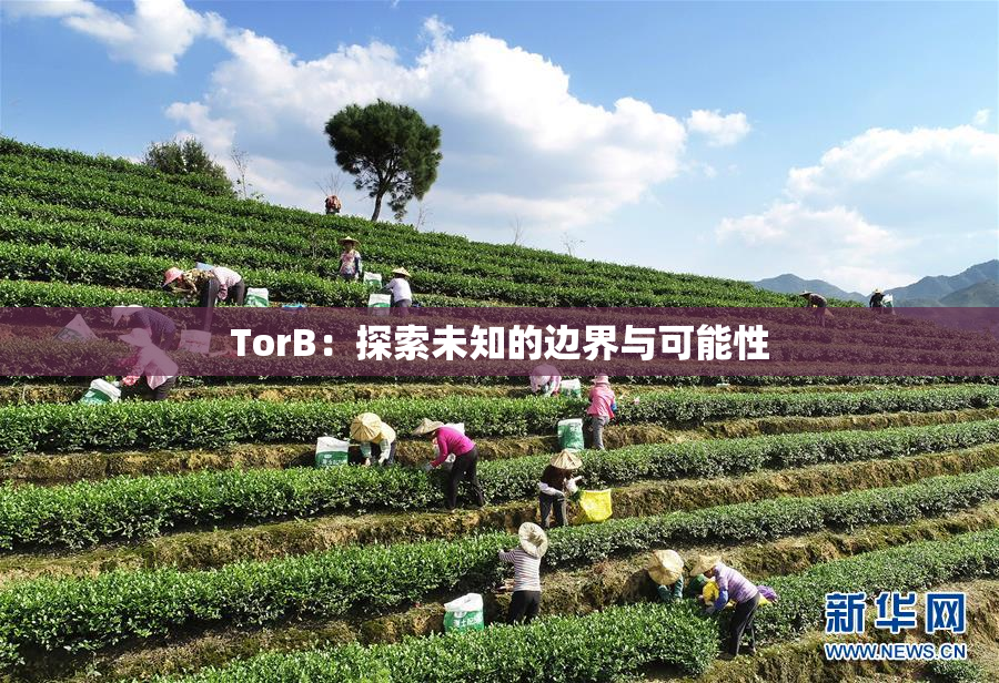 TorB：探索未知的边界与可能性