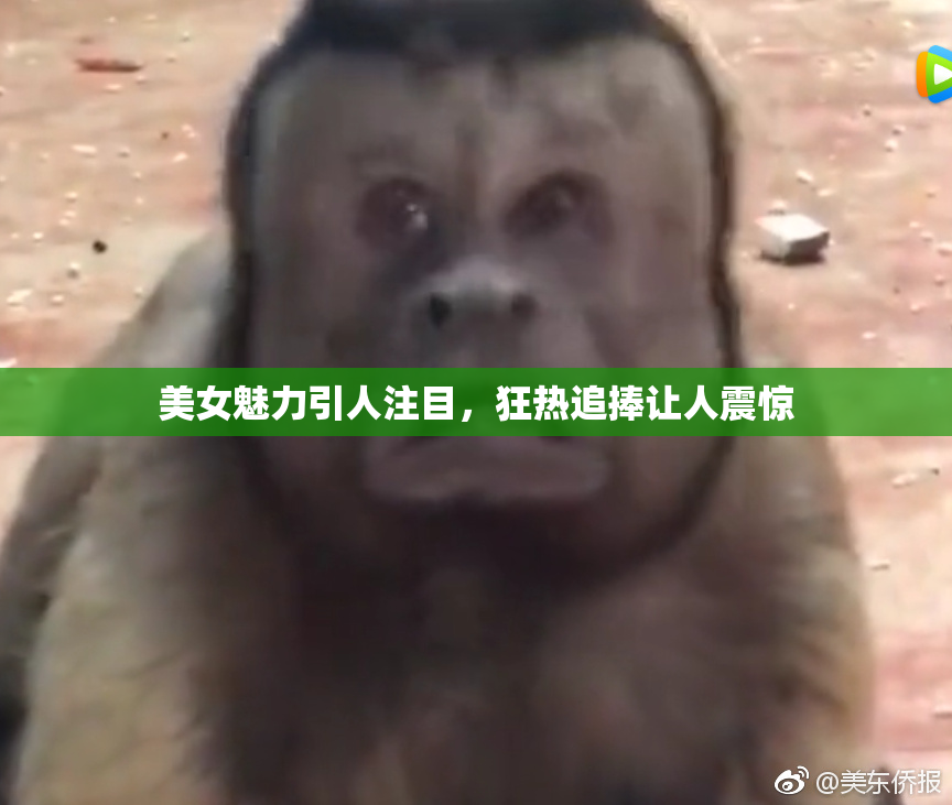 美女魅力引人注目，狂热追捧让人震惊