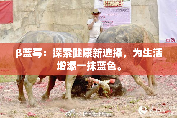 β蓝莓：探索健康新选择，为生活增添一抹蓝色。