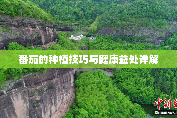番茄的种植技巧与健康益处详解