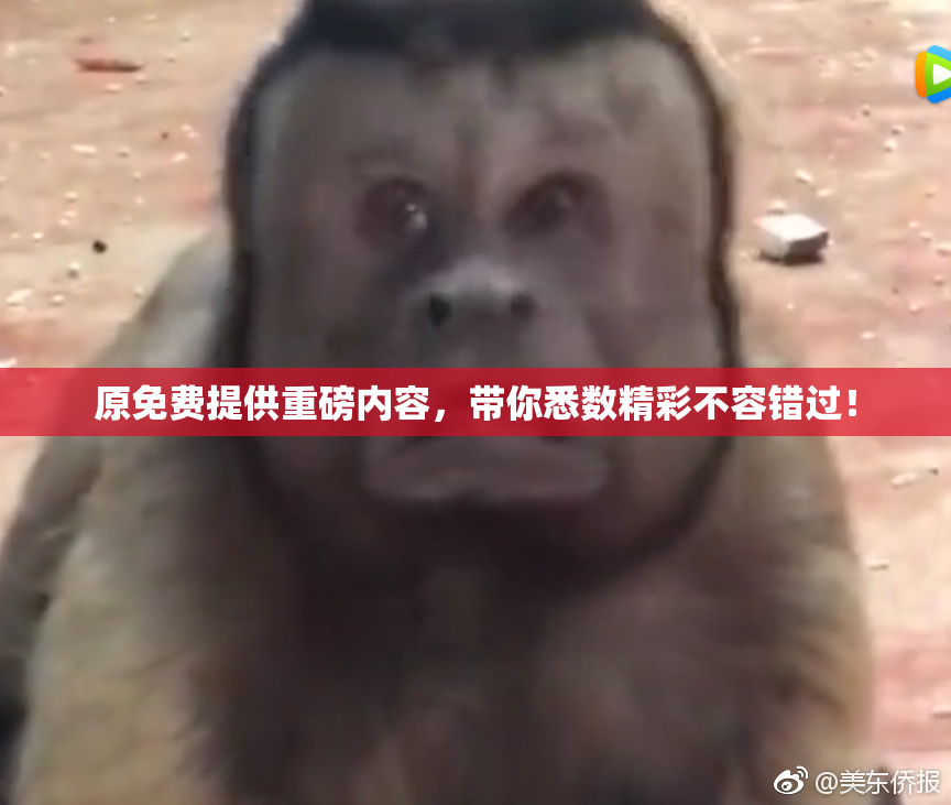 原免费提供重磅内容，带你悉数精彩不容错过！