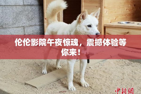 伦伦影院午夜惊魂，震撼体验等你来！