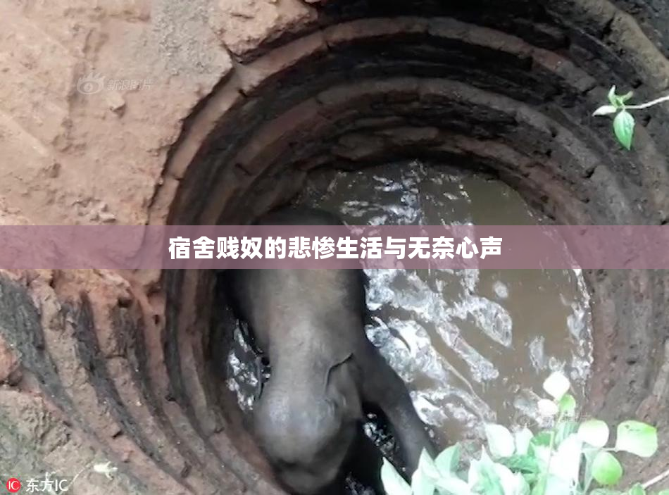 宿舍贱奴的悲惨生活与无奈心声