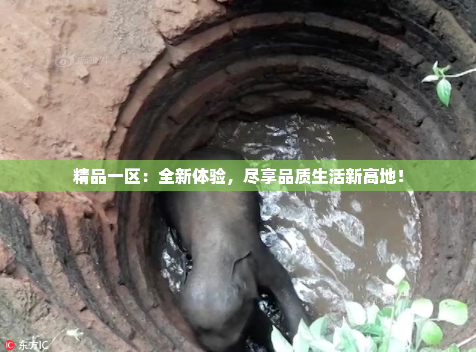 精品一区：全新体验，尽享品质生活新高地！