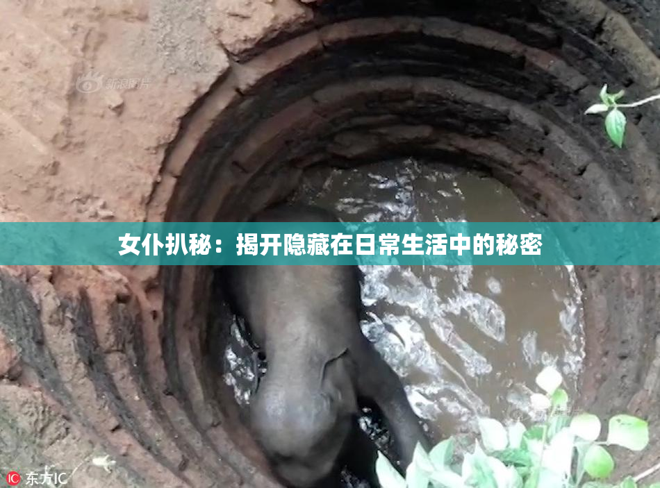 女仆扒秘：揭开隐藏在日常生活中的秘密