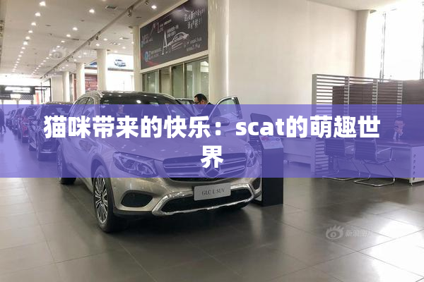猫咪带来的快乐：scat的萌趣世界