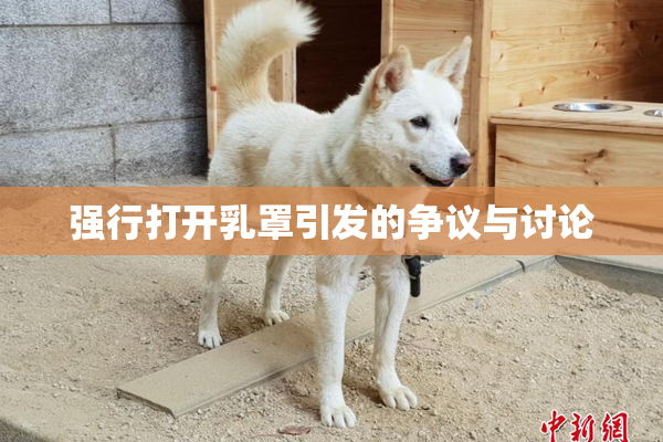 强行打开乳罩引发的争议与讨论